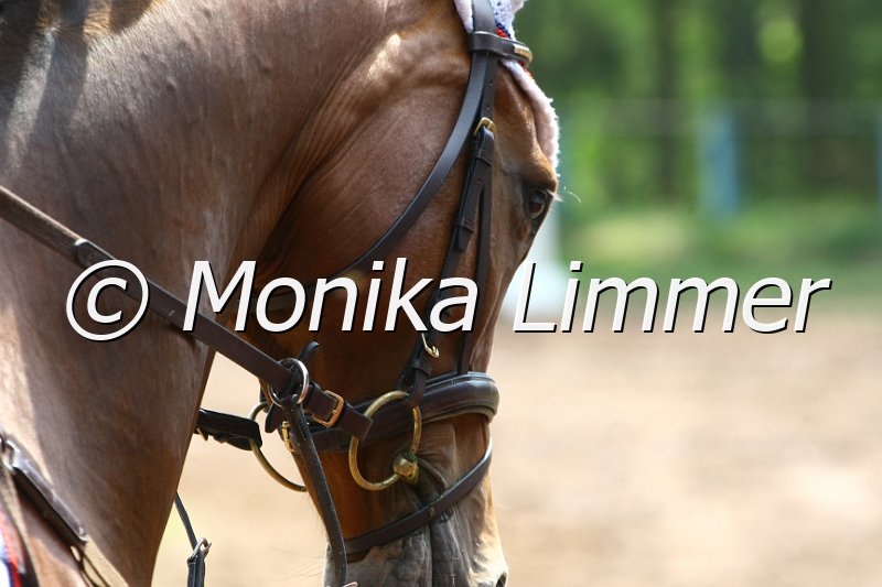 104M3228_Lilly Magic_Punkte L.JPG